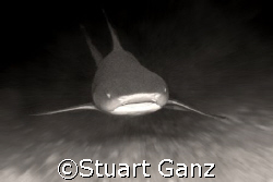SHARK!!!!!!!!!!! by Stuart Ganz 